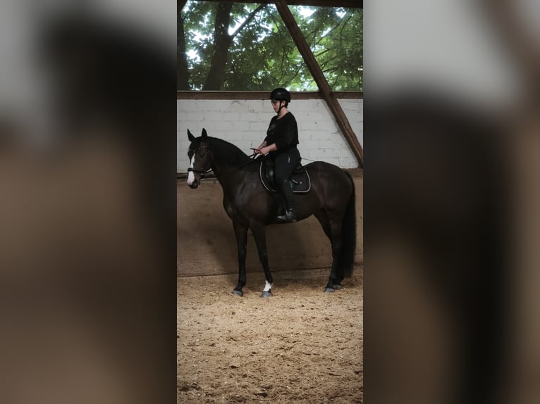 KWPN Jument 11 Ans 170 cm Noir in Ratingen