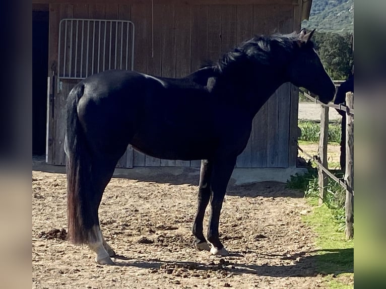 KWPN Jument 11 Ans 172 cm Noir in Comps