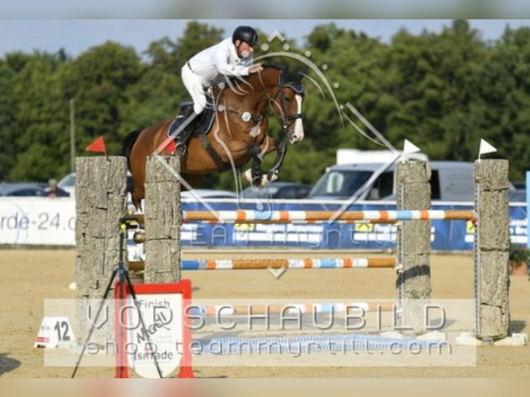 KWPN Jument 11 Ans 173 cm Bai in Simmershofen