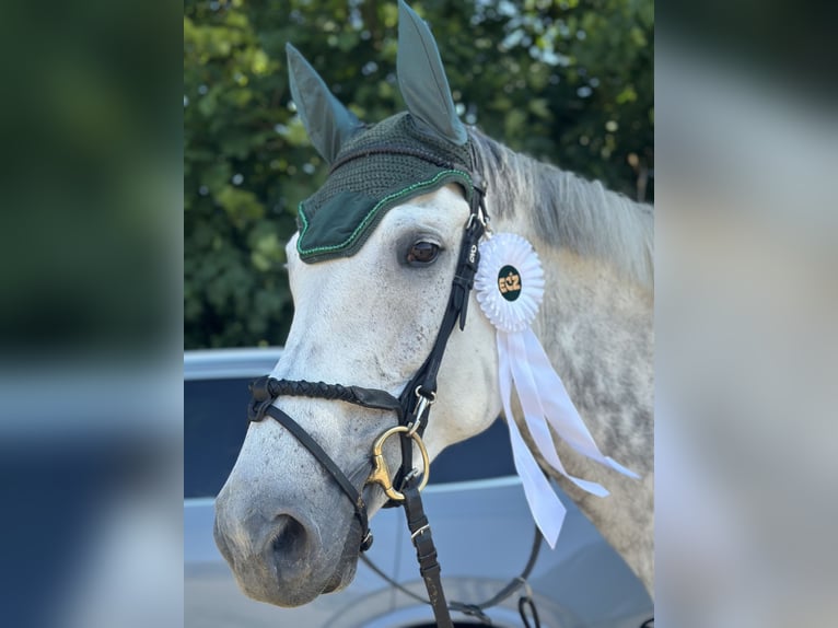 KWPN Jument 11 Ans 173 cm Gris in Zruč nad Sázavou