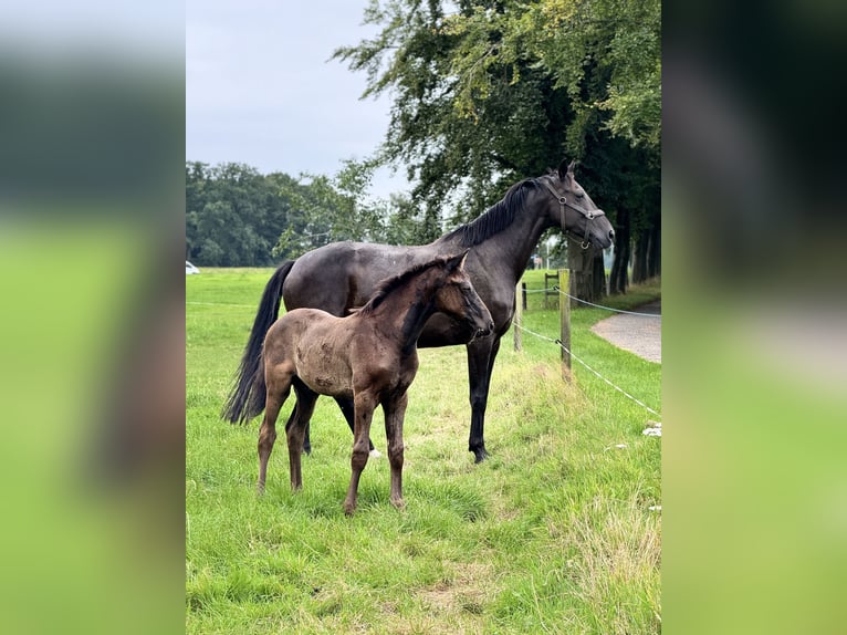 KWPN Jument 11 Ans 173 cm Noir in Oldenzaal