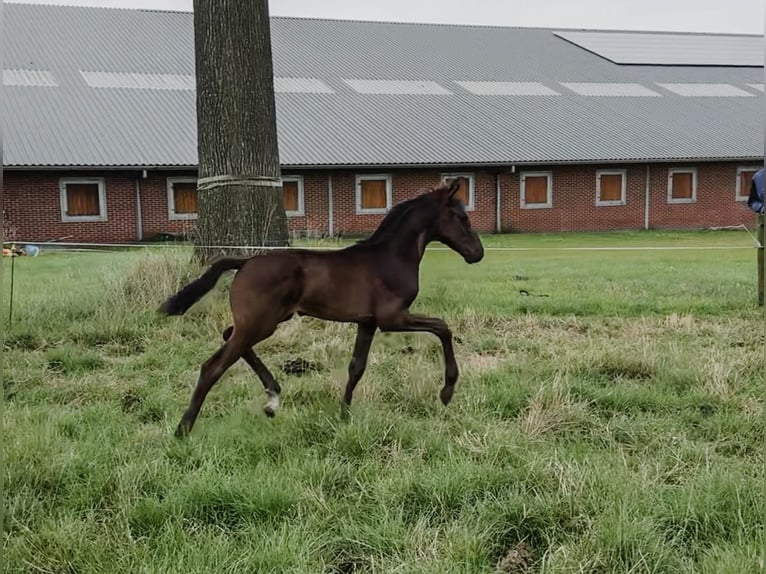 KWPN Jument 11 Ans 173 cm Noir in Oldenzaal