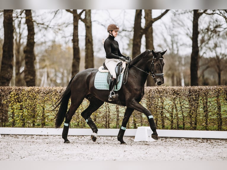 KWPN Jument 11 Ans 173 cm Noir in Oldenzaal