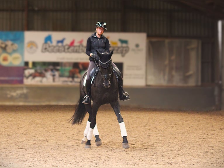 KWPN Jument 11 Ans 178 cm Noir in Kampen