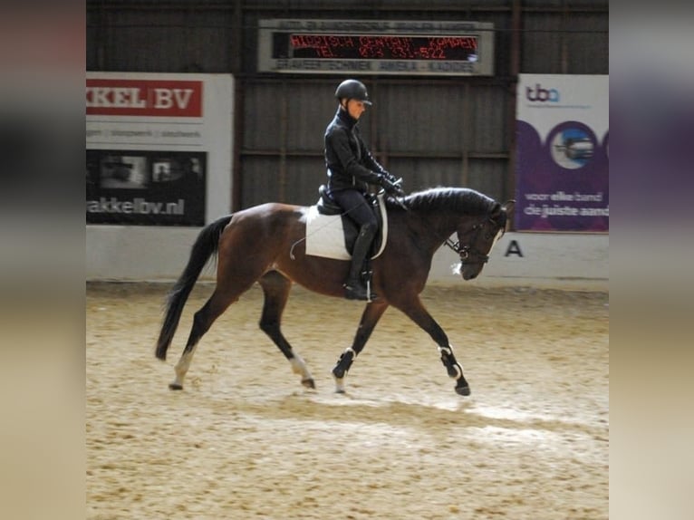 KWPN Jument 12 Ans 157 cm Bai in Kampen