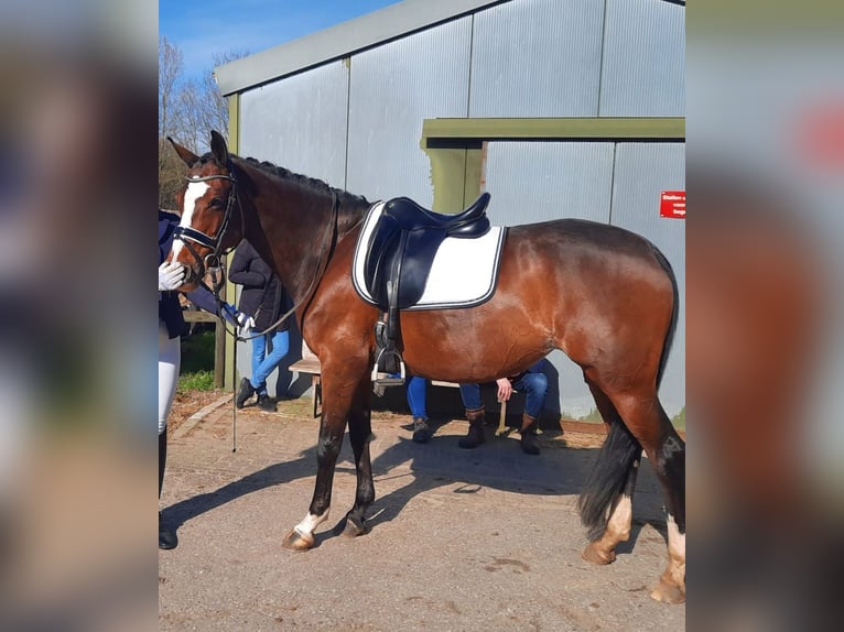 KWPN Jument 12 Ans 157 cm Bai in Kampen