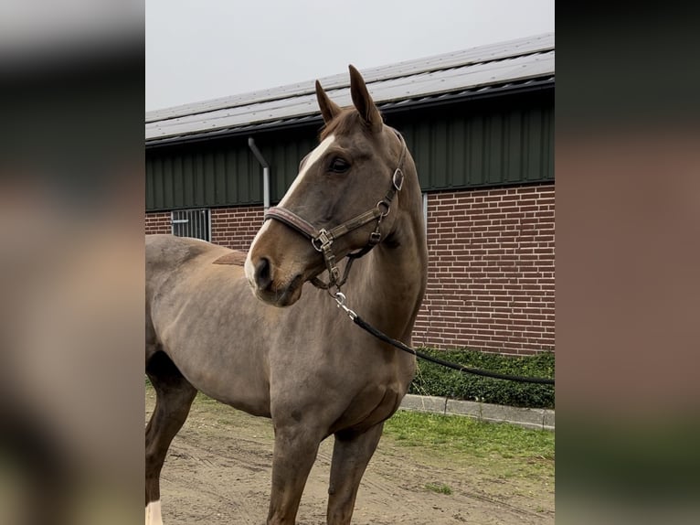 KWPN Jument 12 Ans 165 cm Alezan brûlé in Oud Gastel