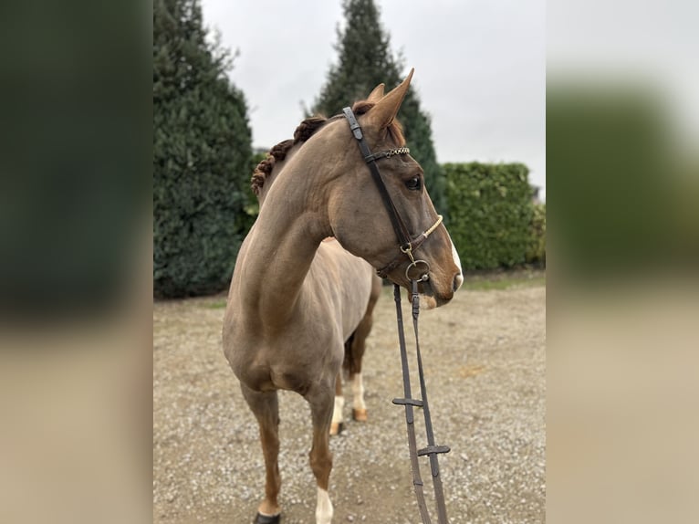 KWPN Jument 12 Ans 165 cm Alezan brûlé in Oud Gastel