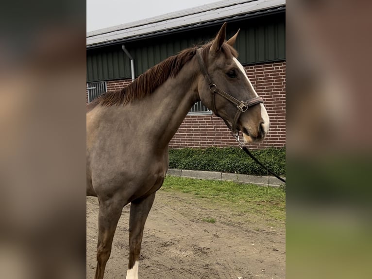 KWPN Jument 12 Ans 165 cm Alezan brûlé in Oud Gastel