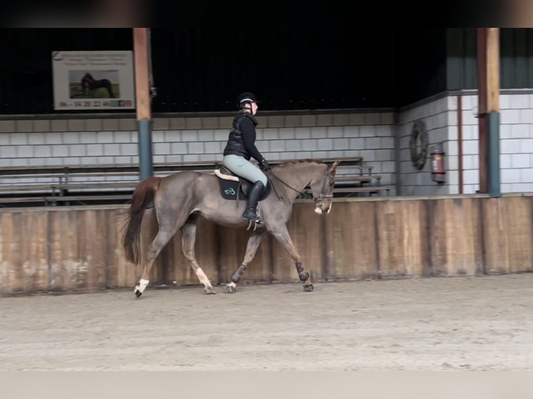 KWPN Jument 12 Ans 165 cm Alezan brûlé in Oud Gastel