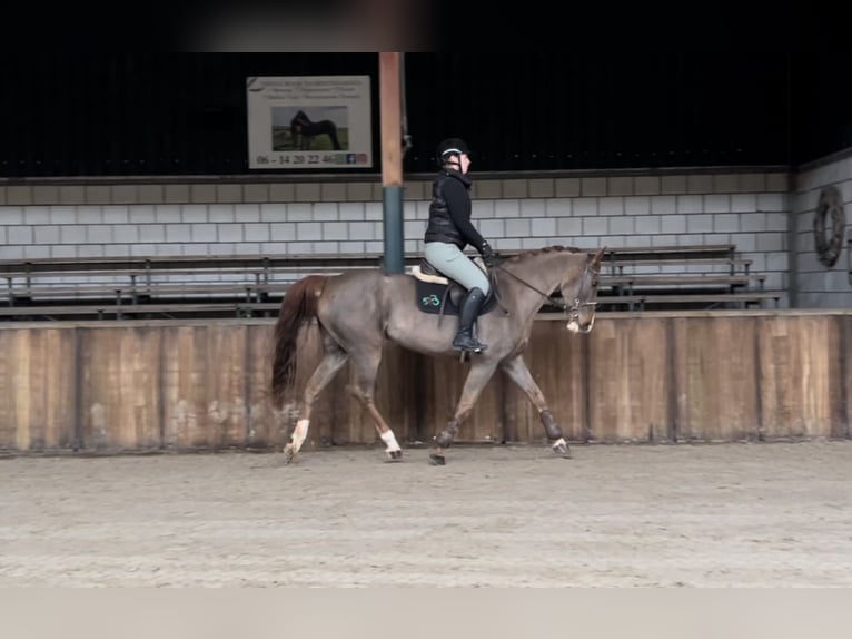 KWPN Jument 12 Ans 165 cm Alezan brûlé in Oud Gastel