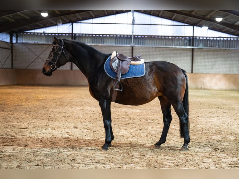 KWPN Jument 12 Ans 165 cm in Glandorf