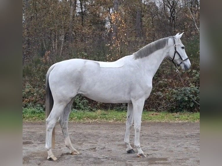 KWPN Jument 12 Ans 166 cm Gris in Asten