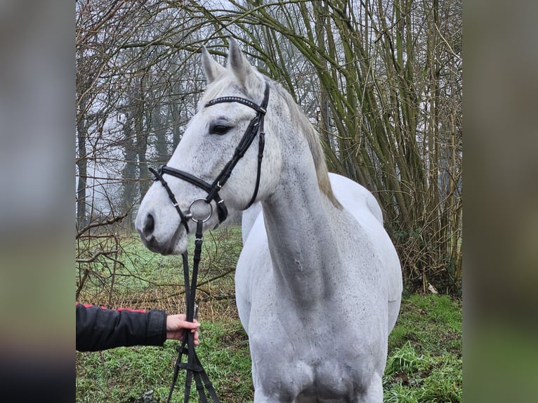 KWPN Jument 12 Ans 166 cm Gris pommelé in Wachtendonk