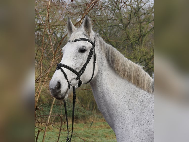 KWPN Jument 12 Ans 166 cm Gris pommelé in Wachtendonk