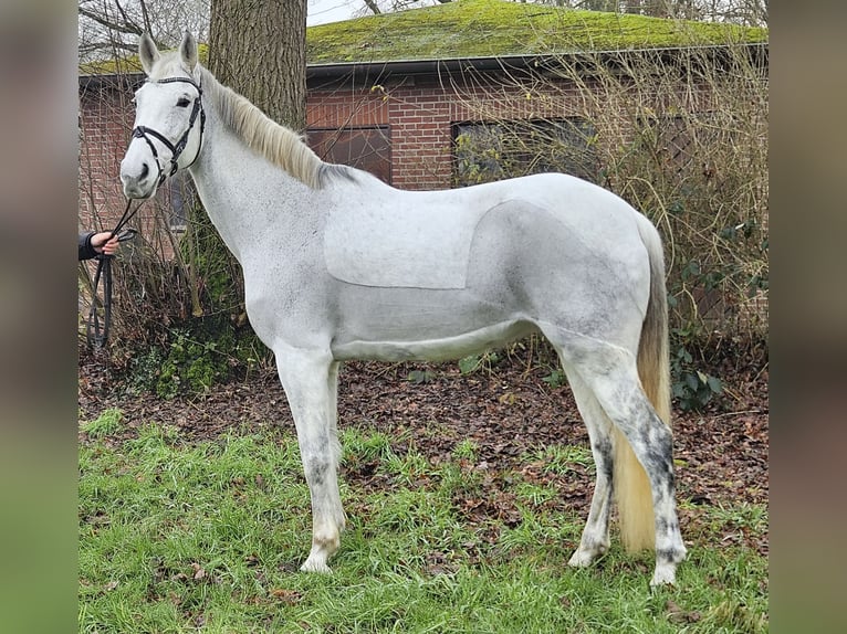 KWPN Jument 12 Ans 166 cm Gris pommelé in Wachtendonk