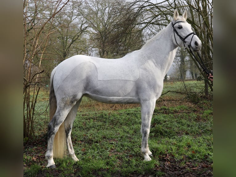 KWPN Jument 12 Ans 166 cm Gris pommelé in Wachtendonk