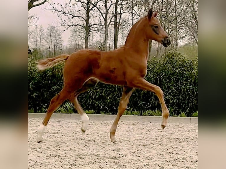 KWPN Jument 12 Ans 167 cm Alezan in Olfen