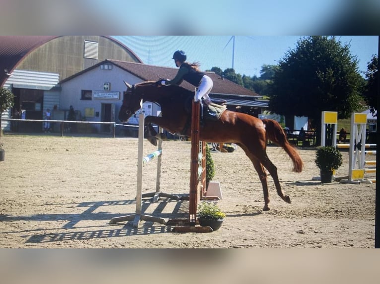 KWPN Jument 12 Ans 167 cm Alezan in Limburg an der Lahn