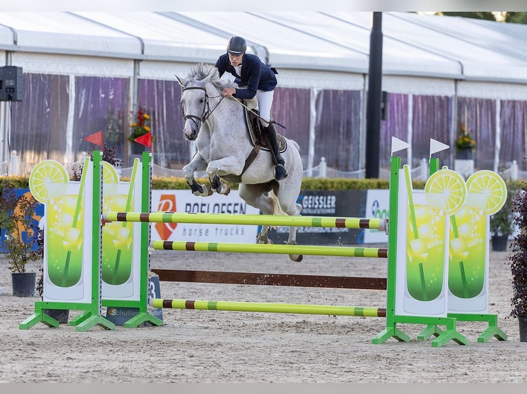 KWPN Jument 12 Ans 168 cm Gris in Asten