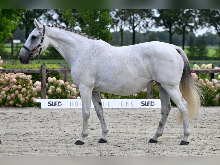 KWPN Jument 12 Ans 168 cm Gris in Bladel