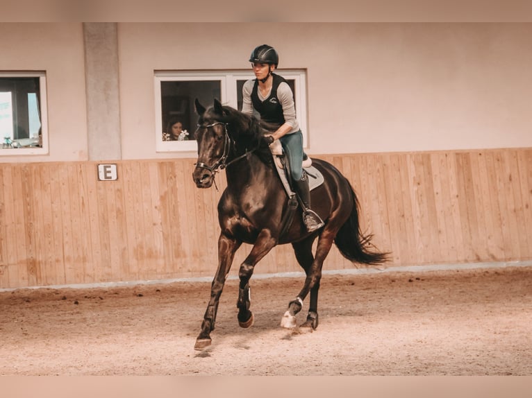 KWPN Jument 12 Ans 168 cm Noir in Renchen