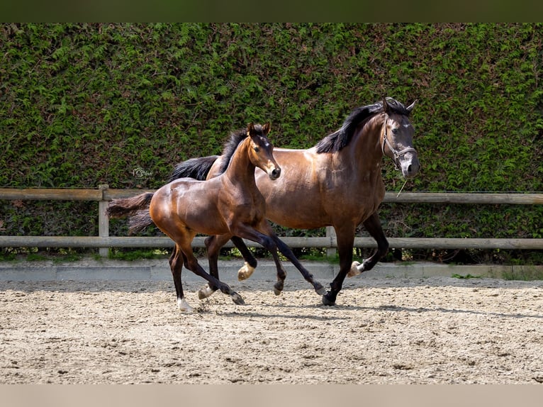 KWPN Jument 12 Ans 168 cm Noir in Oudenbosch