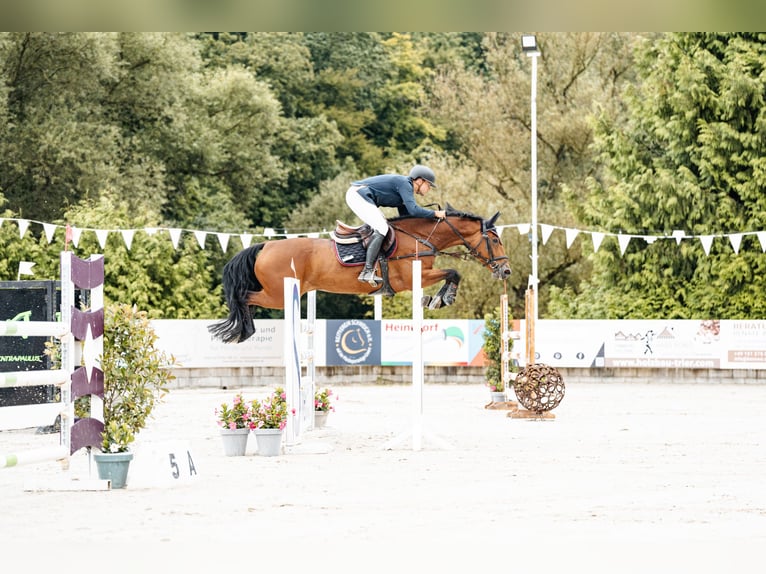 KWPN Jument 12 Ans 169 cm Bai in Heinsberg