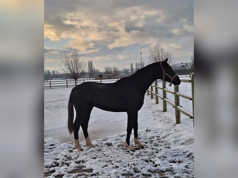 KWPN Jument 12 Ans 170 cm Bai brun foncé in Rijnsburg