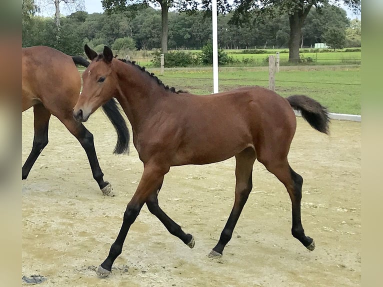 KWPN Jument 12 Ans 171 cm Bai in Bornerbroek