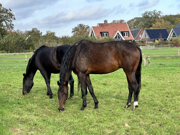 KWPN Jument 12 Ans 172 cm Bai brun in Uelsen