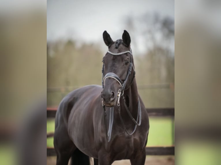 KWPN Jument 12 Ans 172 cm Bai brun foncé in Dordrecht