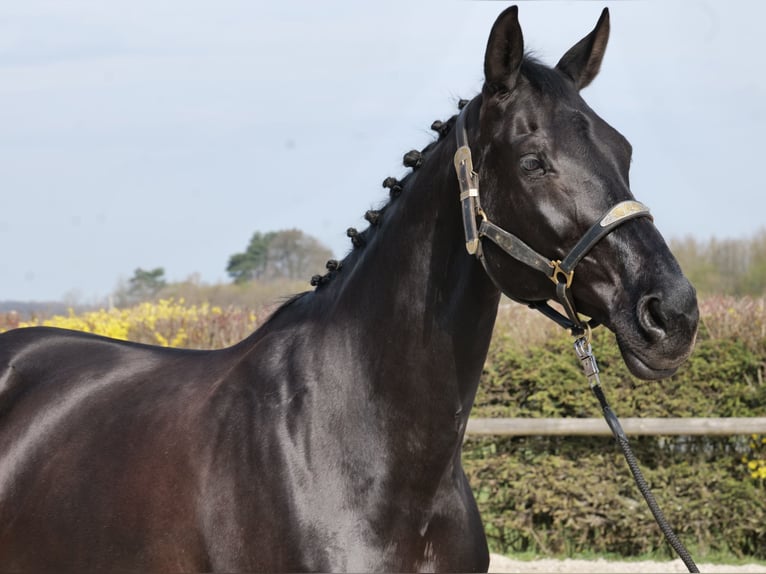 KWPN Jument 12 Ans 175 cm Noir in Neustadt (Wied)