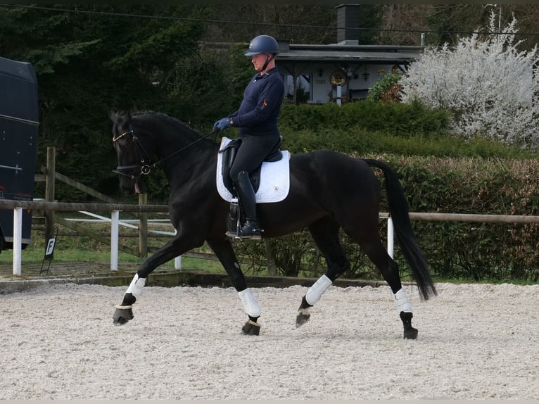 KWPN Jument 12 Ans 175 cm Noir in Neustadt (Wied)