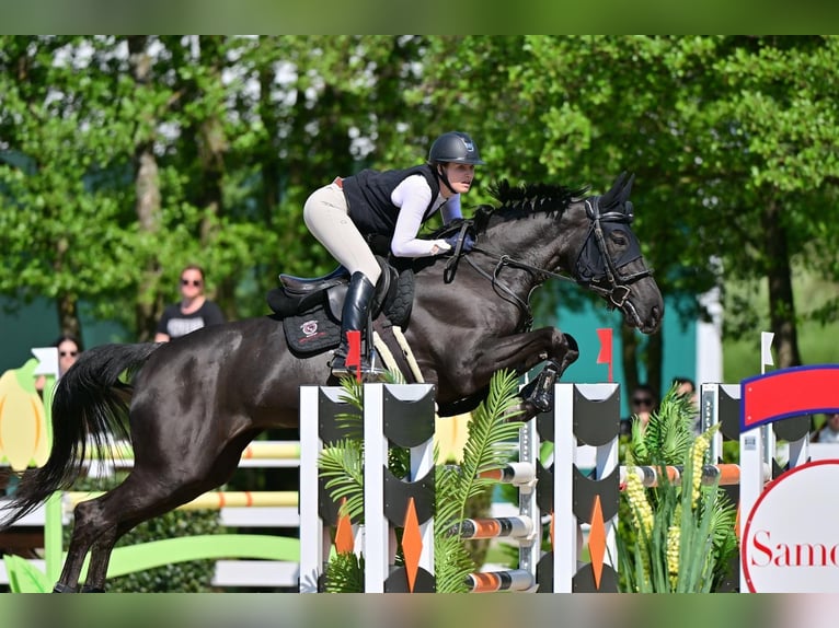 KWPN Jument 12 Ans 176 cm Noir in Feldbach