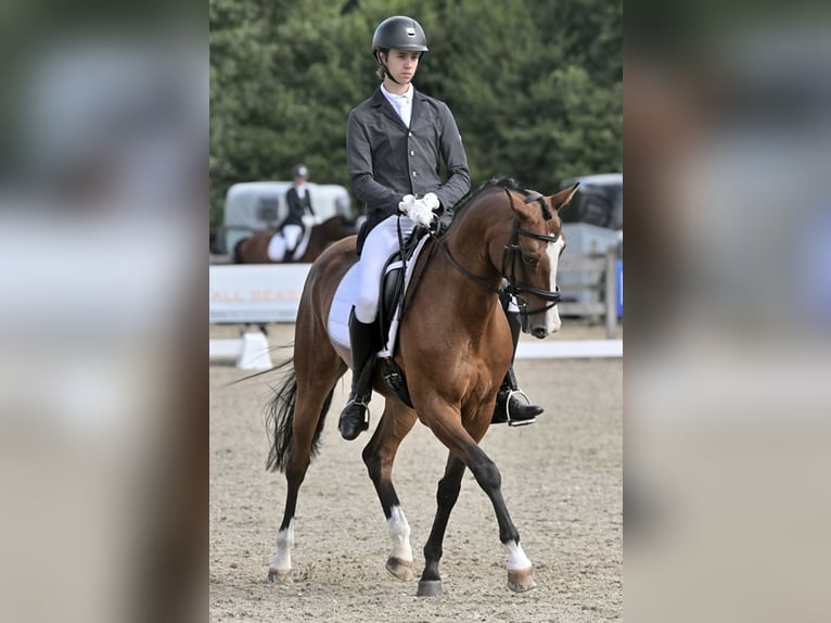 KWPN Jument 13 Ans 160 cm Bai in Zieuwent