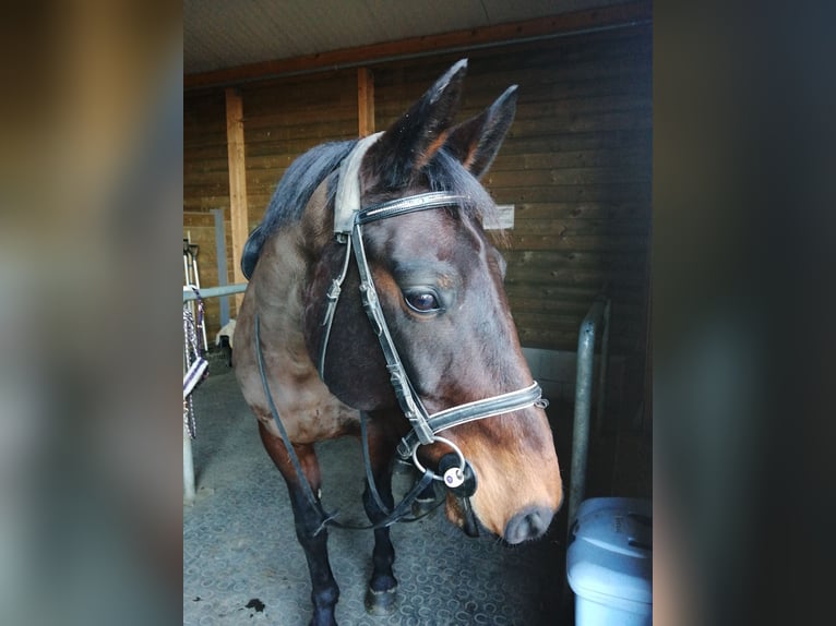 KWPN Jument 13 Ans 163 cm Bai brun in Wartberg