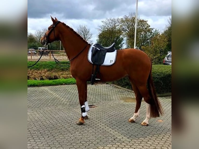 KWPN Jument 13 Ans 168 cm Alezan in Rijnsburg