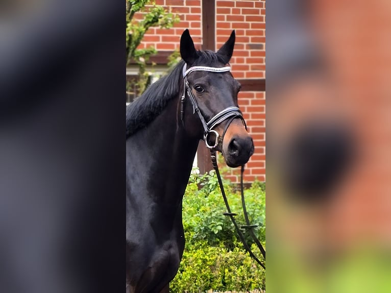 KWPN Jument 13 Ans 168 cm Bai brun foncé in Warendorf
