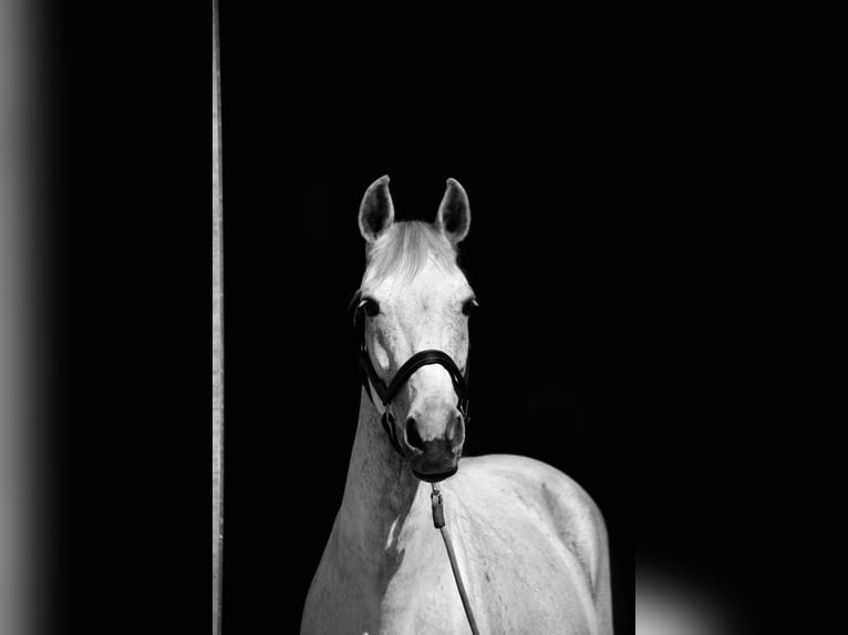 KWPN Jument 13 Ans 168 cm Gris in Vlierden