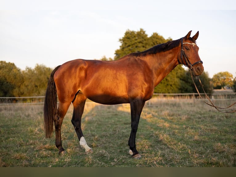 KWPN Jument 13 Ans 170 cm Bai in Bad Oeynhausen