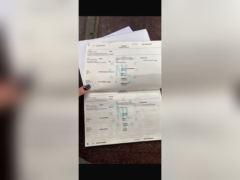 KWPN Jument 13 Ans 170 cm Bai in Rheurdt