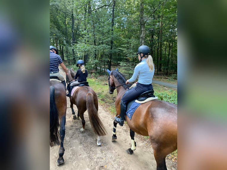 KWPN Jument 13 Ans 175 cm Bai in Ederveen