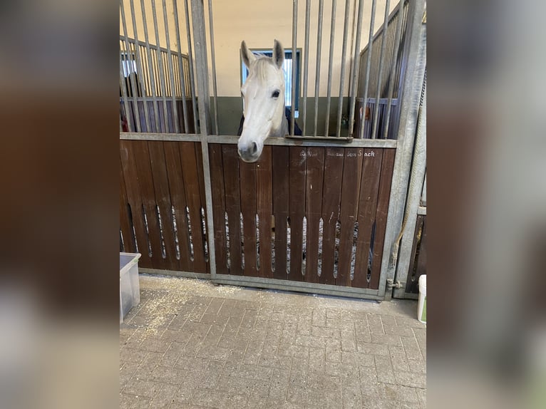 KWPN Jument 13 Ans Gris in Scheeßel