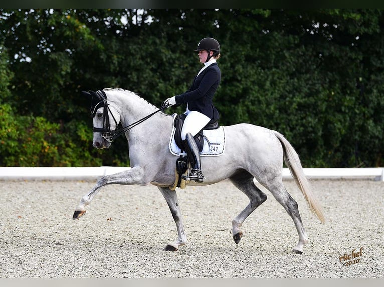 KWPN Jument 13 Ans Gris in Scheeßel