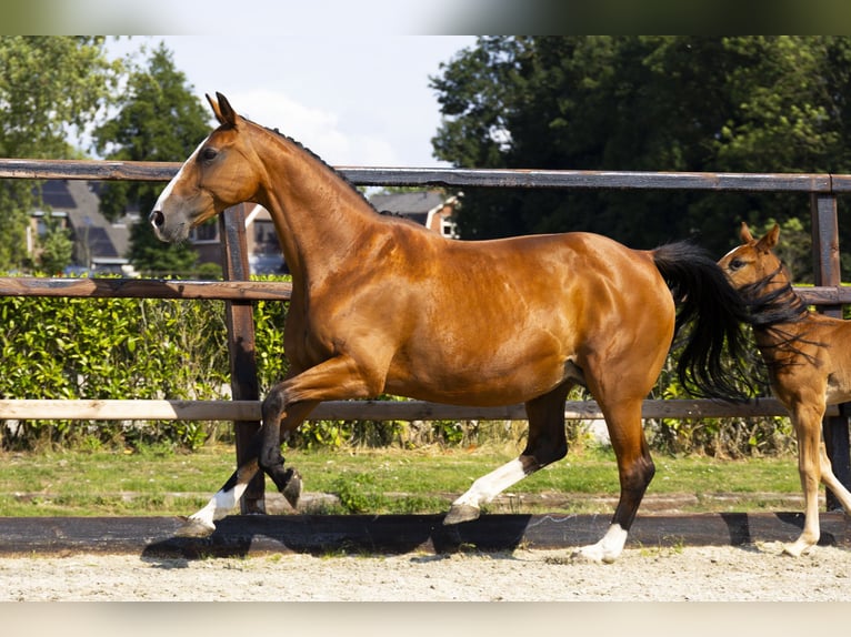 KWPN Jument 14 Ans 165 cm Bai clair in Waddinxveen