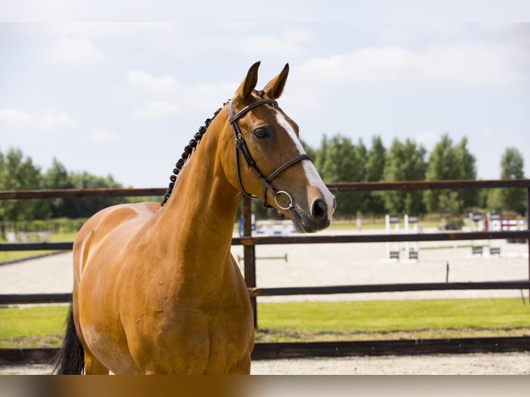 KWPN Jument 14 Ans 165 cm Bai clair in Waddinxveen