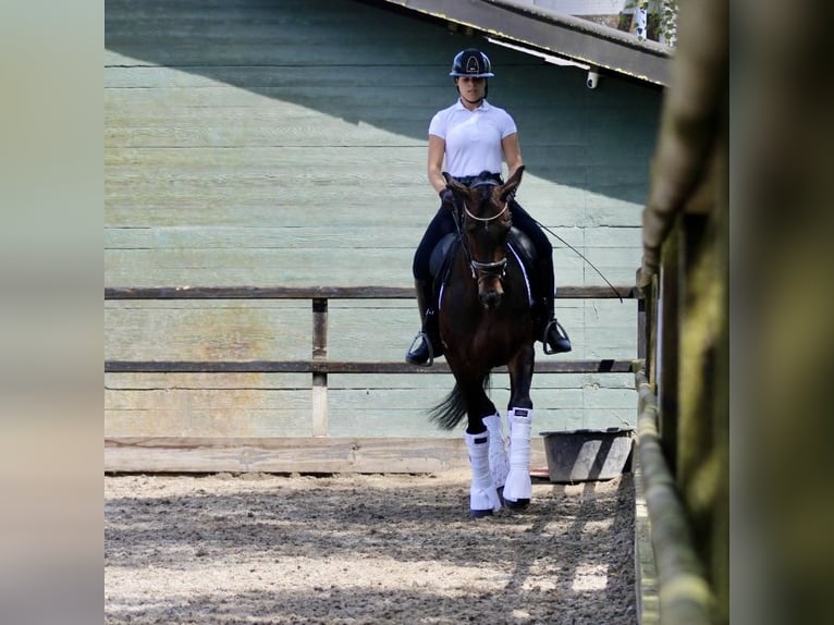 KWPN Jument 14 Ans 166 cm Bai brun in Heemskerk