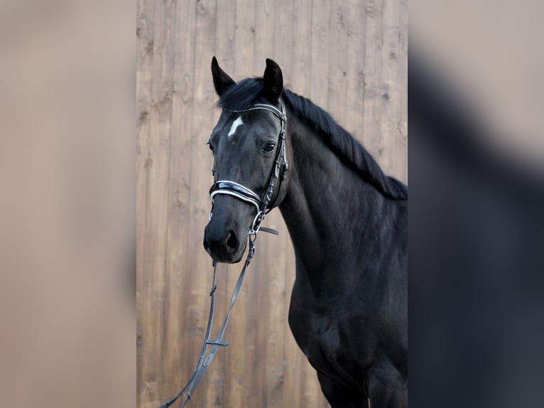 KWPN Jument 14 Ans 166 cm Noir in Dortmund