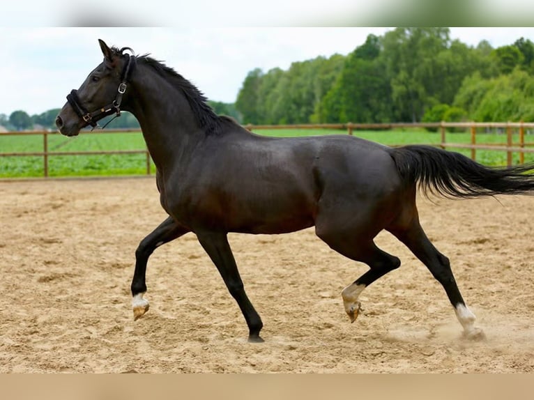 KWPN Jument 14 Ans 167 cm Noir in Klazienaveen